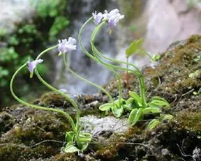 コウシンソウは食虫植物だ